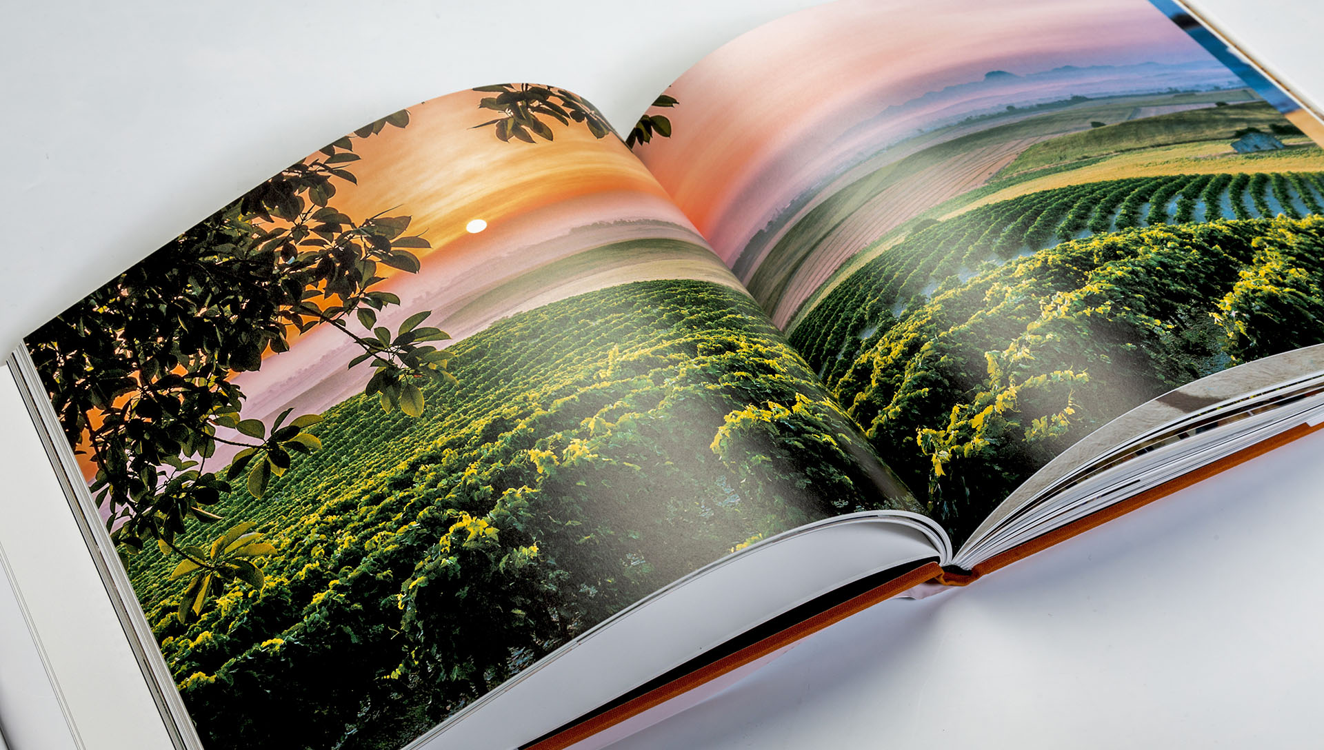 El Libro del Brandy de Jerez